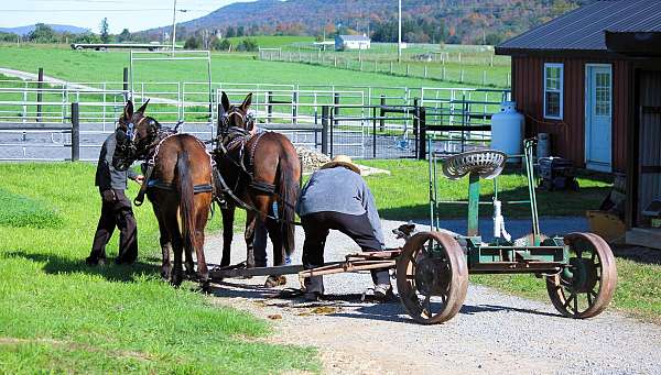 farm-work-mare