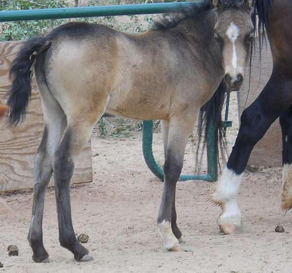 buckskin-wpcsa-filly