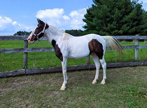 tobiano-see-pics-horse