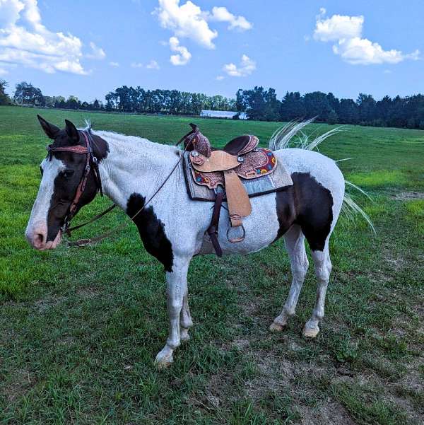 flashy-missouri-fox-trotter-horse