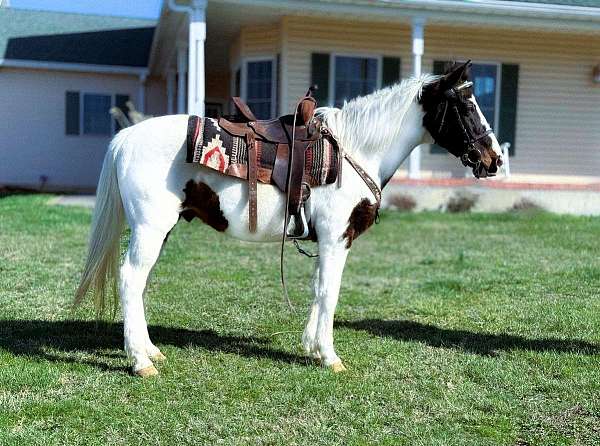 gaited-missouri-fox-trotter-horse