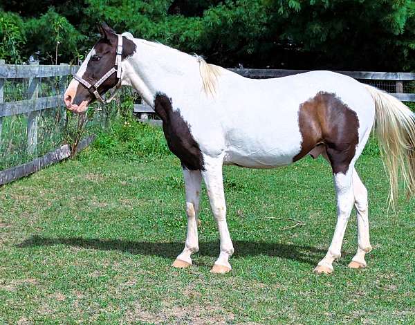 family-missouri-fox-trotter-horse