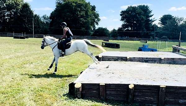 gentle-crossbred-pony