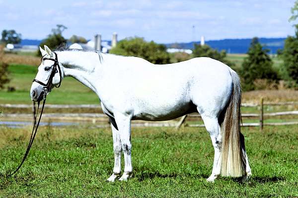 trail-class-competition-crossbred-pony