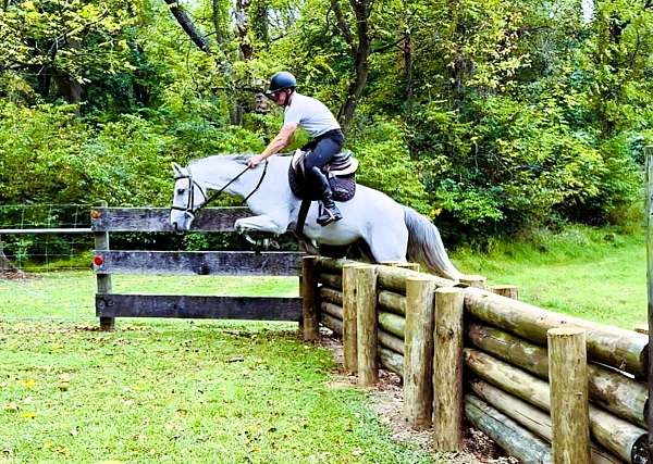 working-equitation-crossbred-pony