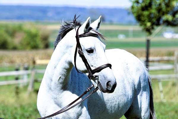 grey-crossbred-pony