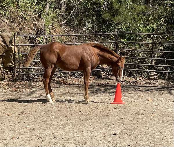 sorrel-blaze-hind-sock-horse