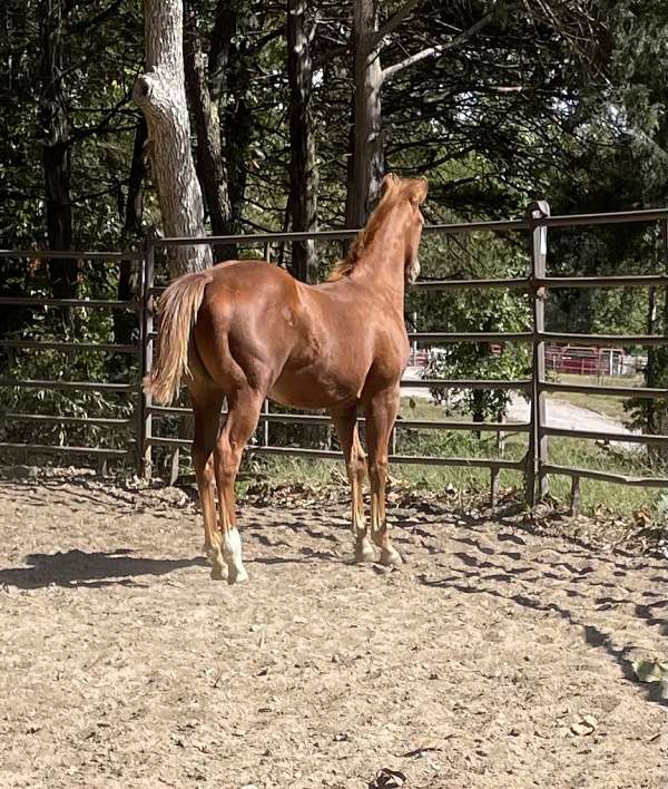 sorrel-quarter-horse-colt