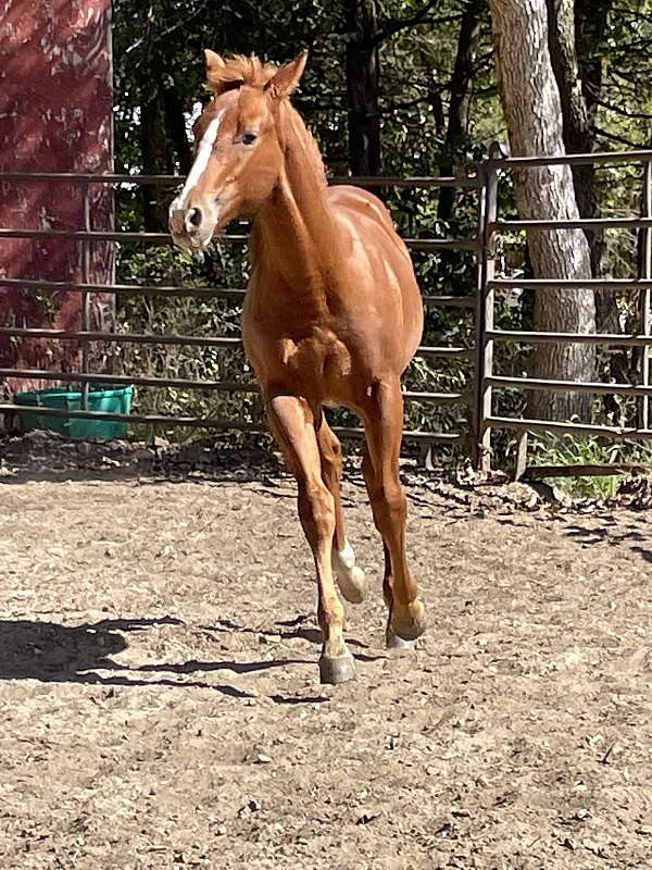 sorrel-aqha-colt