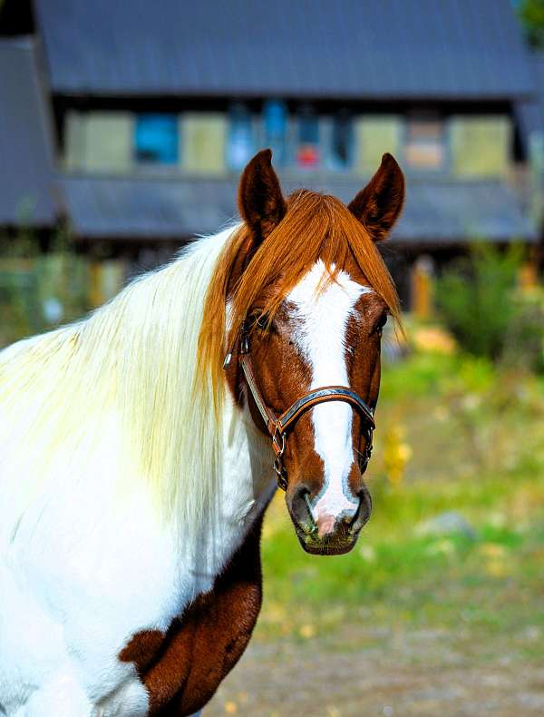 tobiano-see-pics-horse