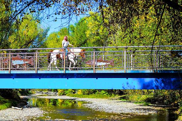 family-mustang-horse