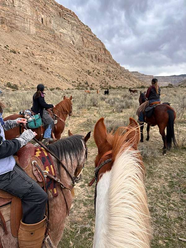 husband-safe-mustang-horse