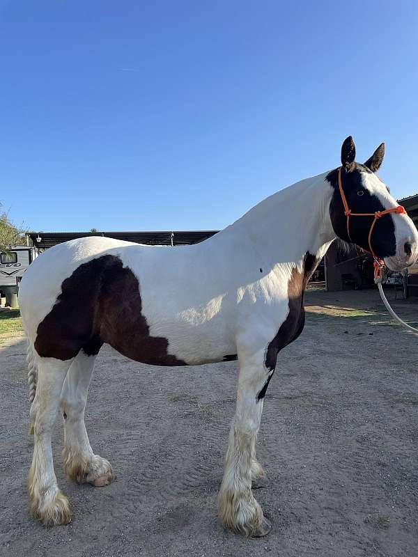 cross-halter-friesian-gypsy-vanner-horse