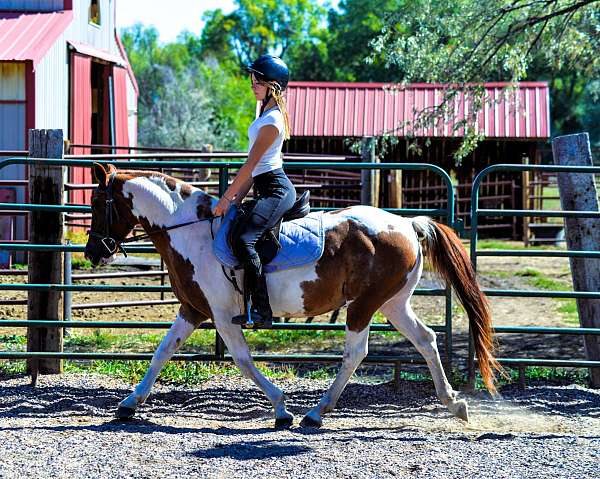 western-dressag-quarter-pony