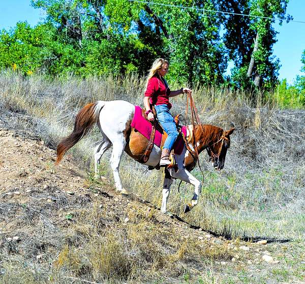 tobiano-western-dressag-horse