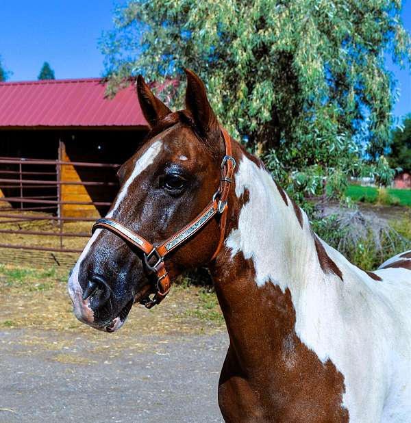 husband-safe-quarter-pony