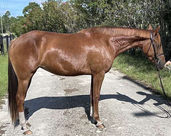 chestnut-blaze-three-socks-pony