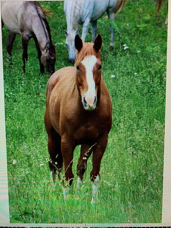 blaze-stockings-on-all-four-legs-horse