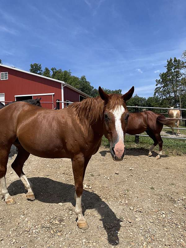 sorrel-blaze-stockings-on-all-four-legs-horse