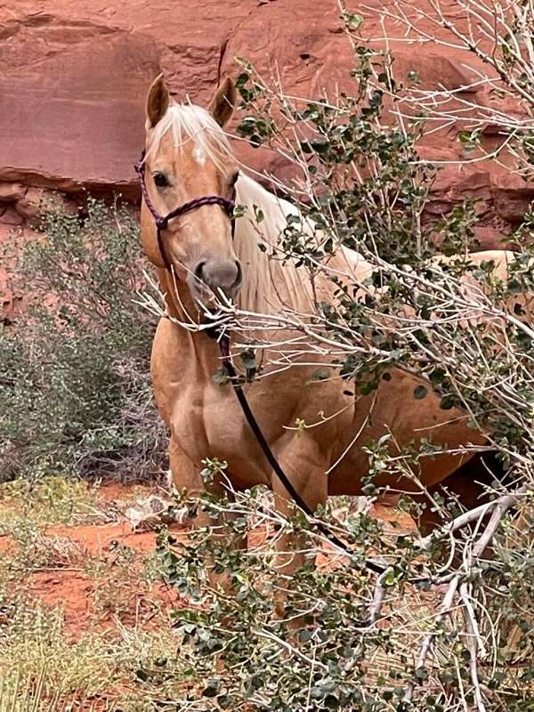 palomino-quarter-horse-gelding