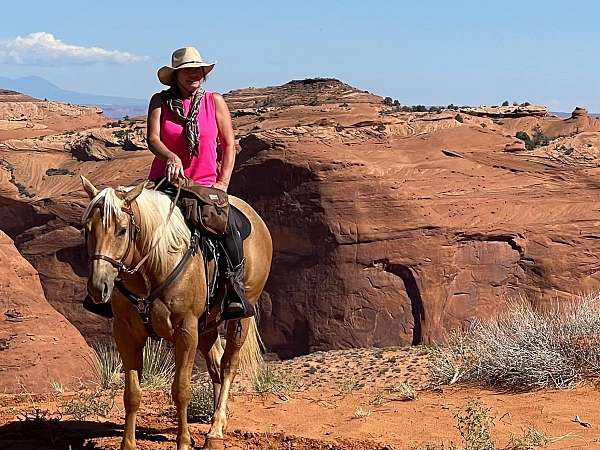 palomino-aqha-horse