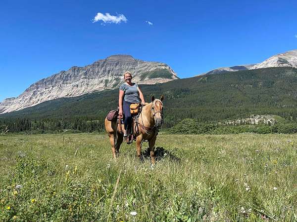 14-hand-quarter-horse-gelding