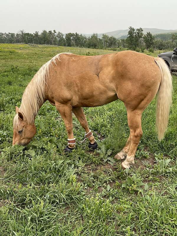 palomino-quarter-horse-for-sale