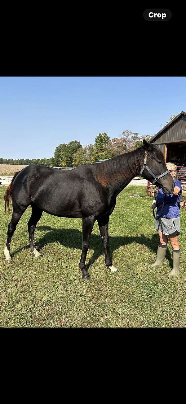 all-around-thoroughbred-horse