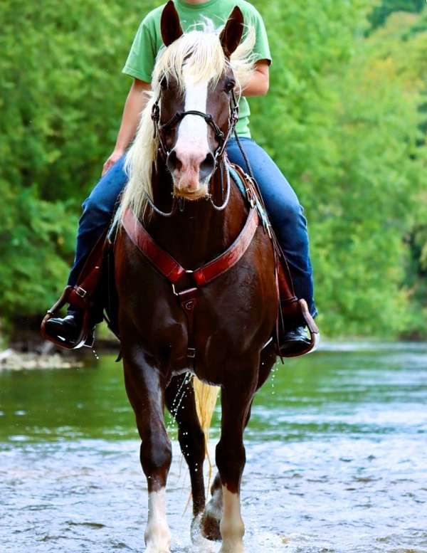 trail-draft-horse