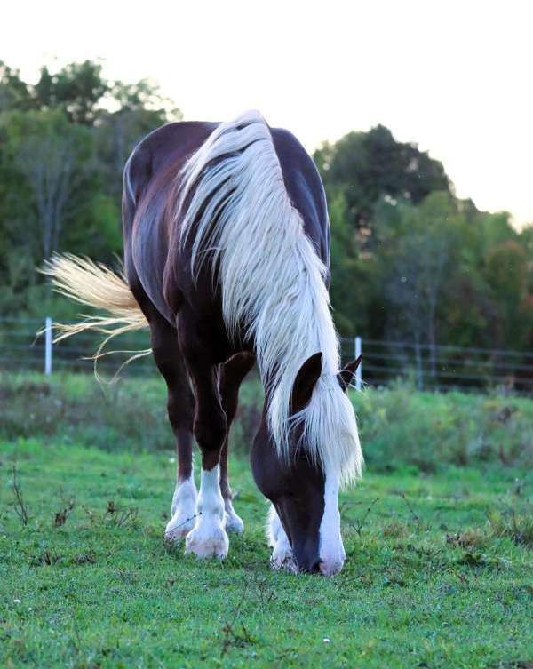 all-around-draft-horse