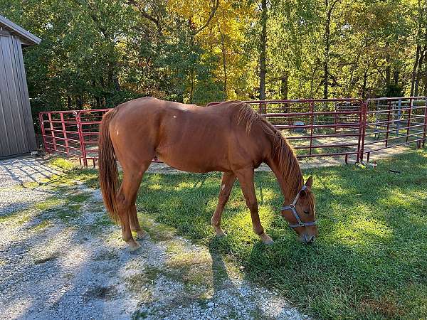 bay-chestnut-thoroughbred-gelding-mare