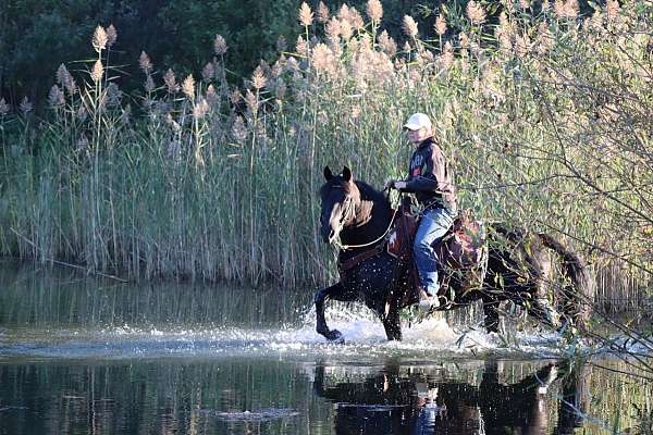 black-see-pics-horse