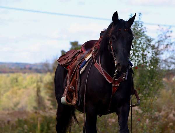 family-morgan-horse