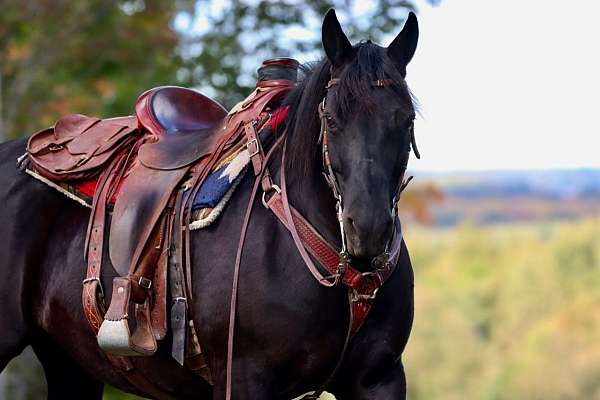 trail-morgan-horse