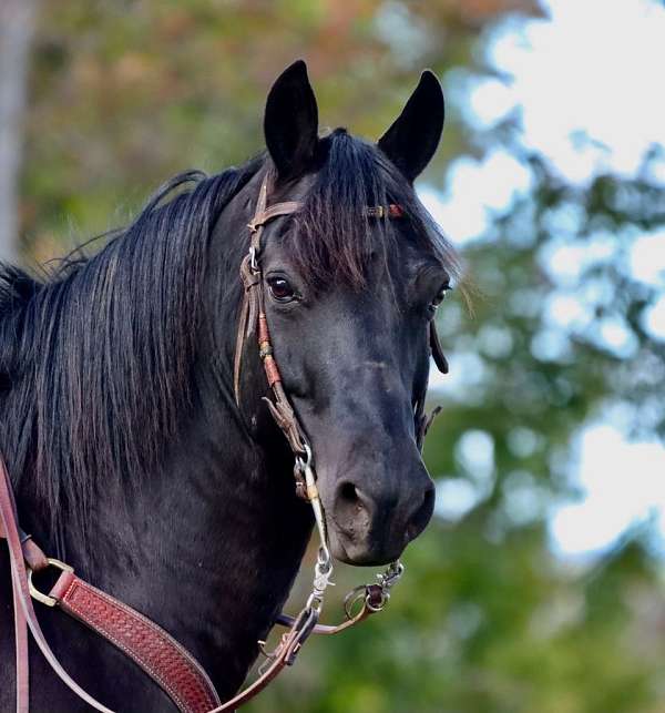 husband-safe-morgan-horse