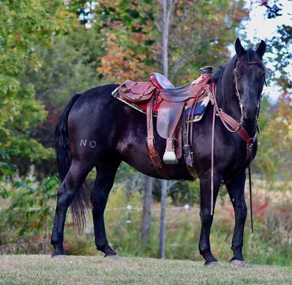 all-around-morgan-horse