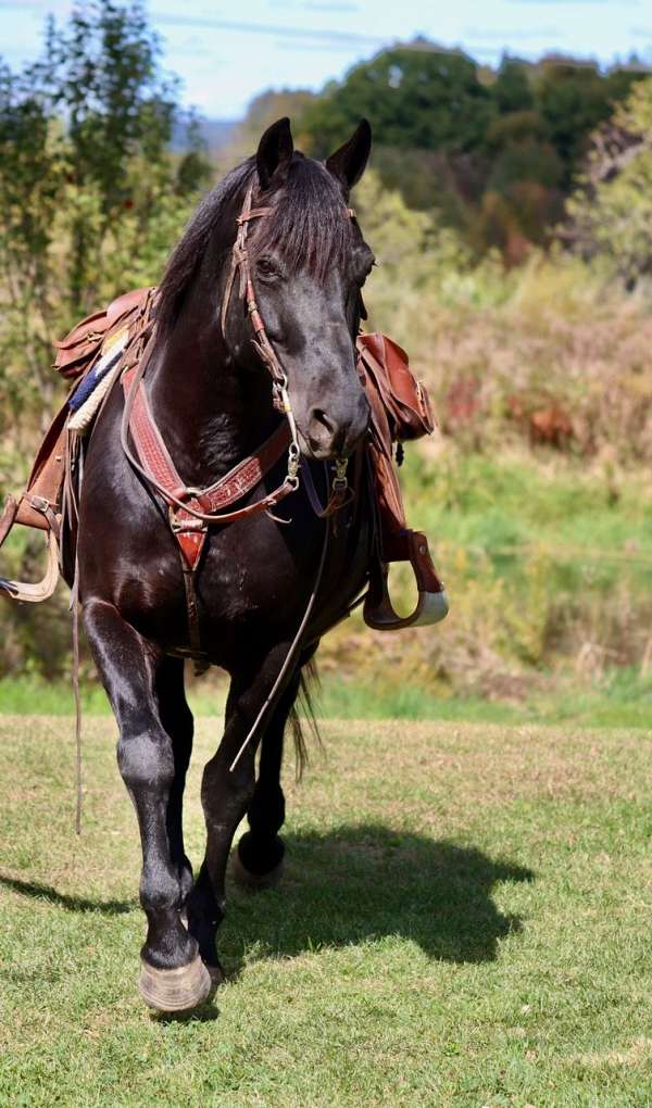 gentle-morgan-horse