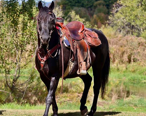 ranch-morgan-horse