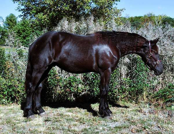 black-see-pics-horse