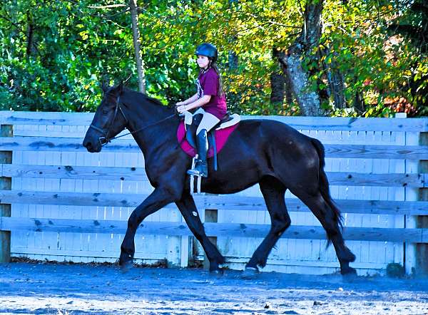 flashy-draft-horse