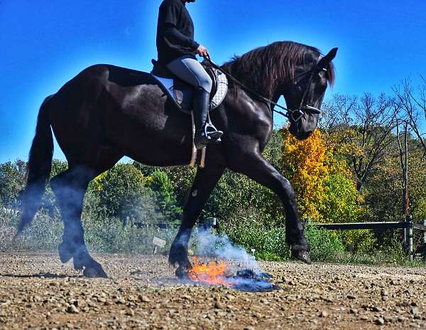 family-draft-horse