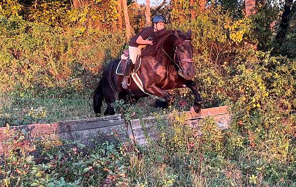 trail-draft-horse