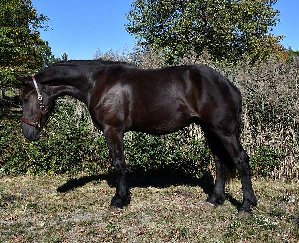 husband-safe-draft-horse