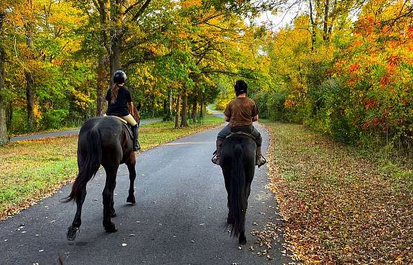 gentle-draft-horse