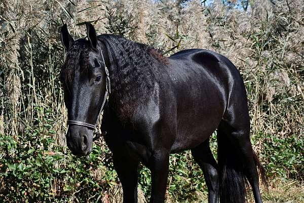 black-see-pics-horse