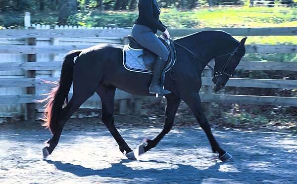 flashy-friesian-horse