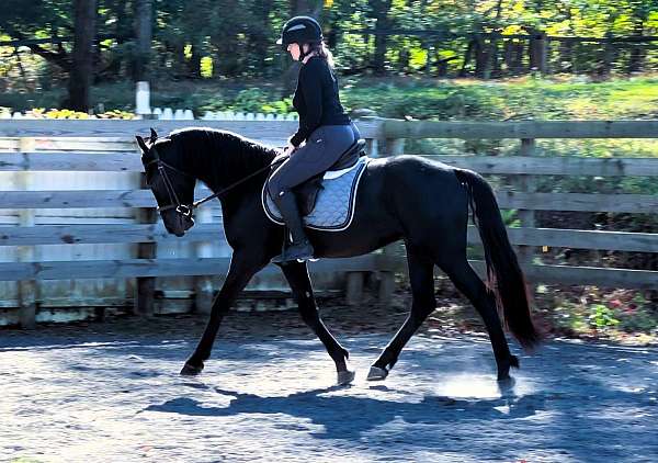 family-friesian-horse