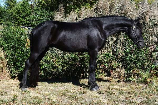 trail-friesian-horse