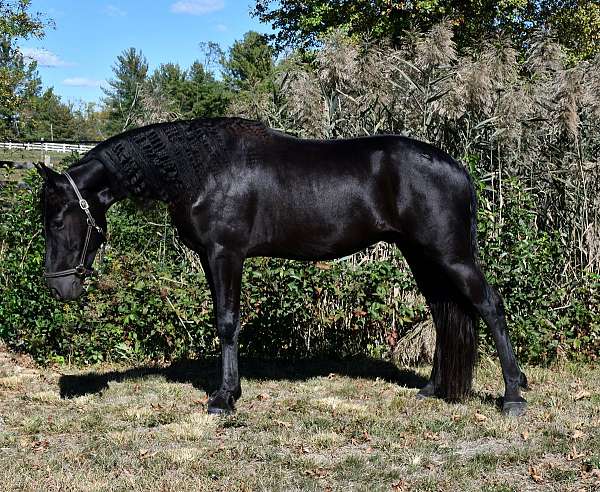 husband-safe-friesian-horse