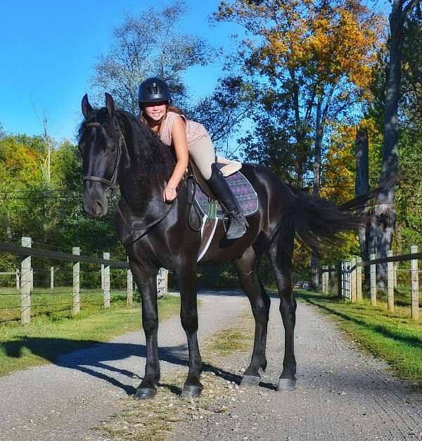 all-around-friesian-horse